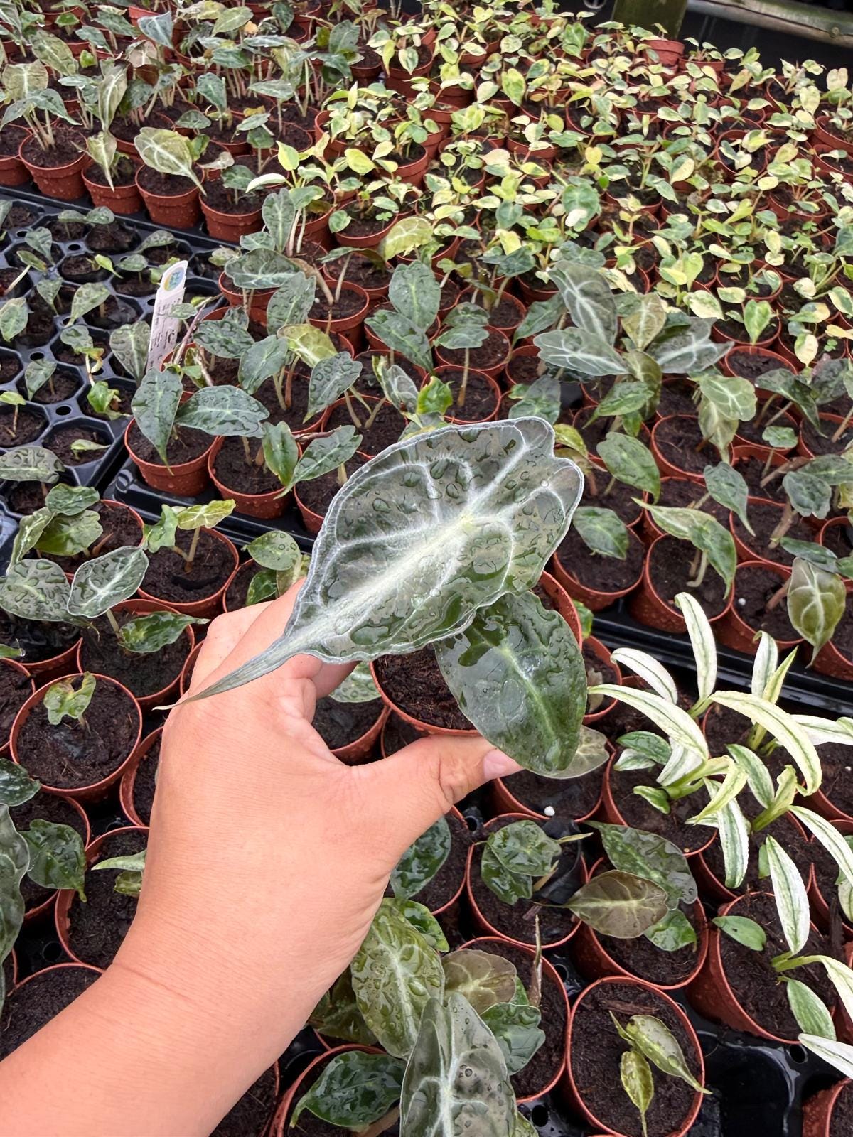 Alocasia ‘Venom’ Live Plant – Rare Tropical Elephant Ear, Bold Veined Indoor Houseplant, Collector Aroid